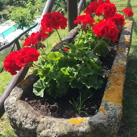 Casale 36 *